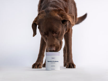 Digestive Probiotics (prebiotiki in probiotiki)